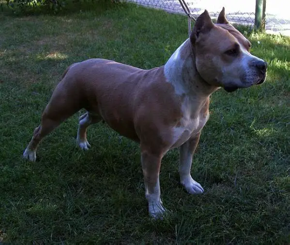 ALLA PRIMA z ANTUSZY Panteon