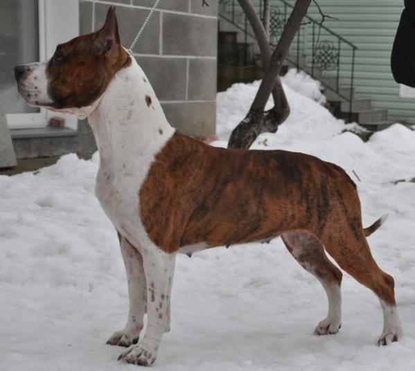 First Thing Bestiyana