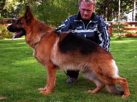 SUCH Uschigårdens Haijo