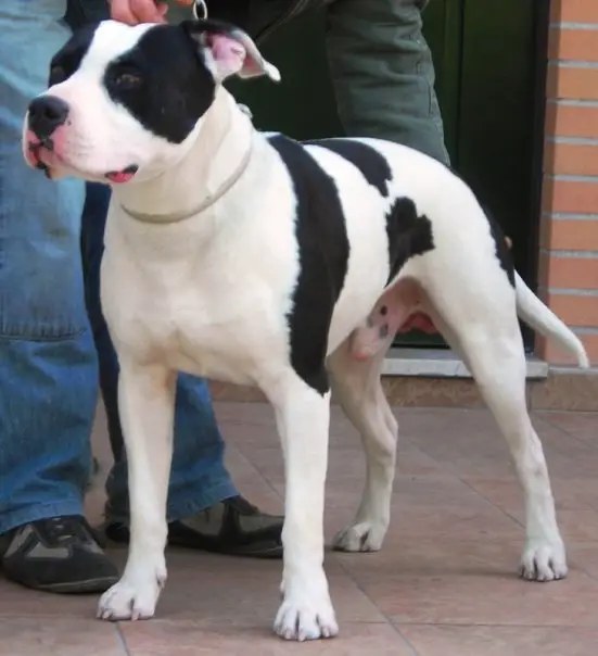 Rough Enough Danny Zucco