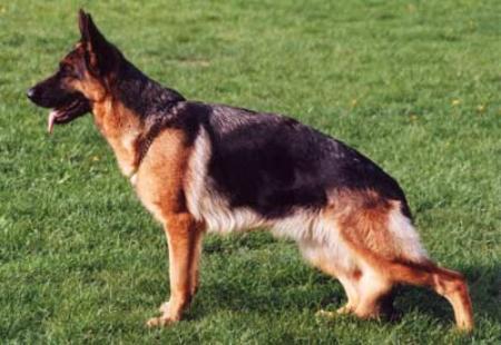 V9(BSZS 2001) Jade vom Niemberger Eck