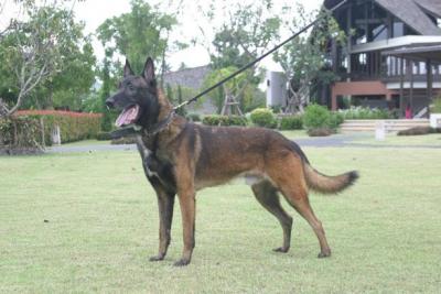 Demy Perle de Tourbière