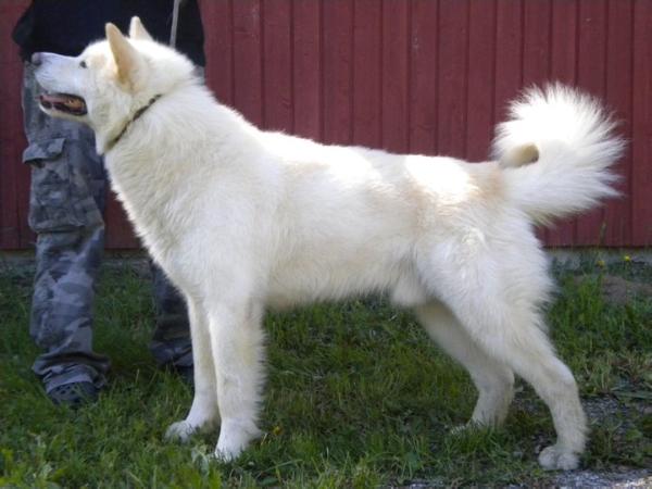 Yakataga's White Hawk
