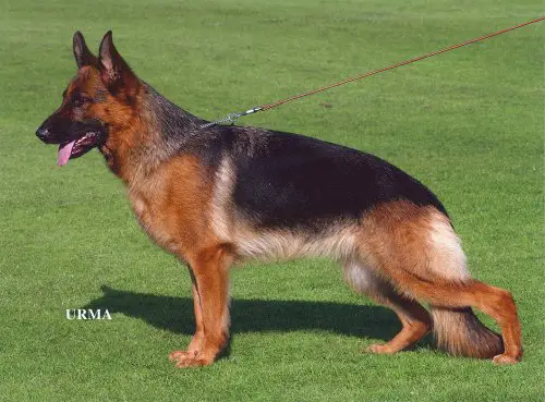 V Babette von der Noriswand