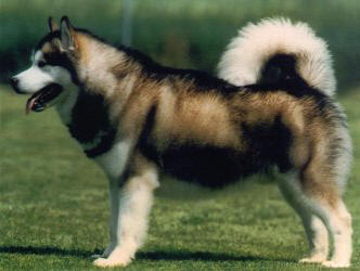 CH C.I.B BIS WW EU Royal Star Del Biagio