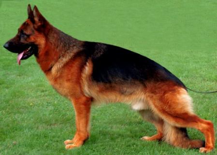 V1 (B) Zamp vom Kahlenberger Land