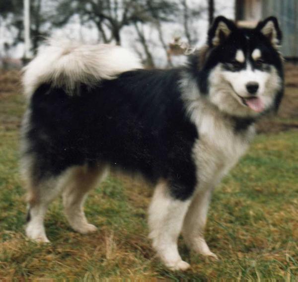 Najanin's Coldfoot Musch