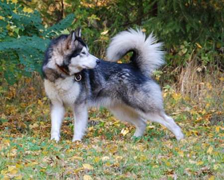 Kimanah Kiah of Kiyara's Wolf Pak