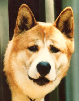 Ozeki's Makalpua