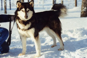 Calamityhill's Nanuk