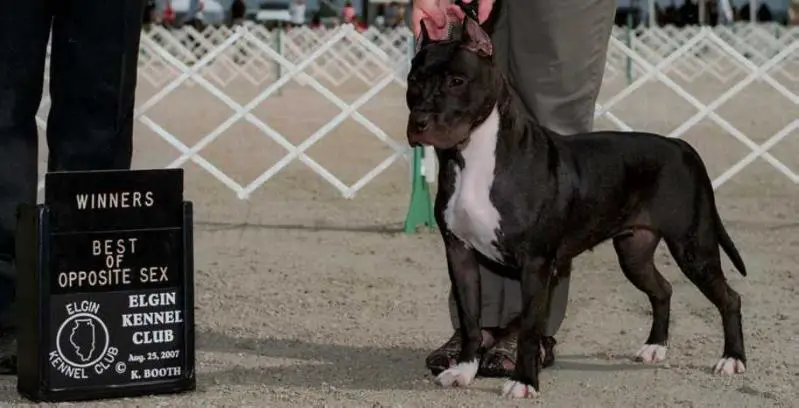 AKC PNT'D Noble Dancer Sirius of GrinNation