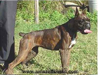 Patagonia Oeste Beltxa