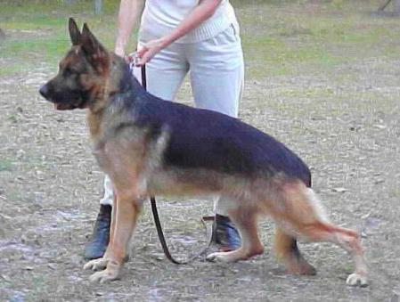CACIB Cello Nürbergi