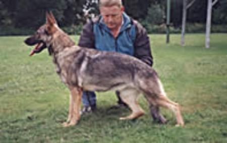 V Jolly vom Arolser Holz