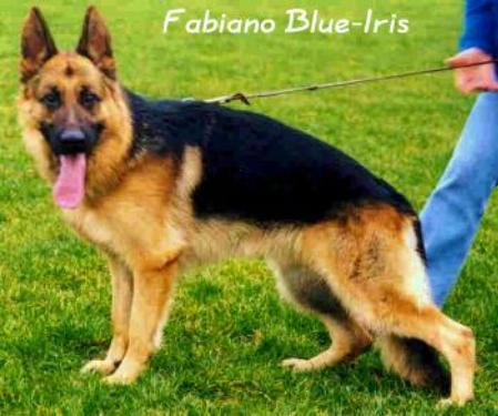 V Fabiano Blue-Iris