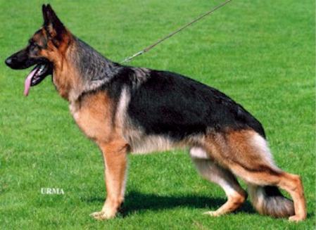 V Tyler vom Kirschental