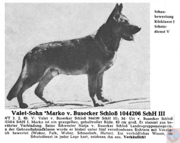 SG Marko vom Busecker Schloß