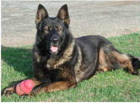 V Harry vom Moosanger