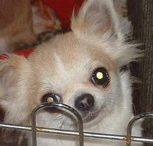 BRAMERITA DONNA KEBAB