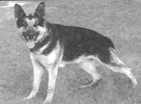 Certa von Haus Bornheim