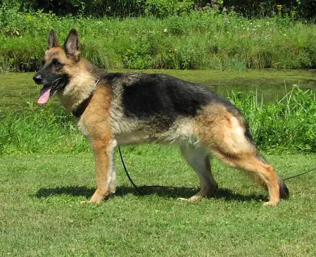 SG Sida vom Roten Feld