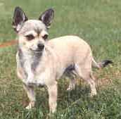 CH Yamany's Superactive