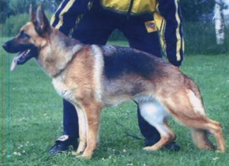 V Babsie vom Overledingerland