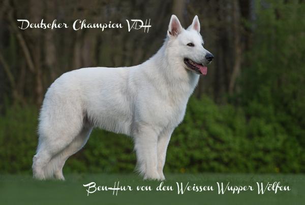 DT JCH VDH Ben-Hur von den Weissen Wupper Wölfen