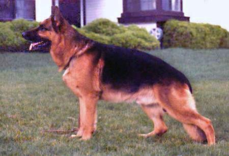 V Alex vom Nord Rasen