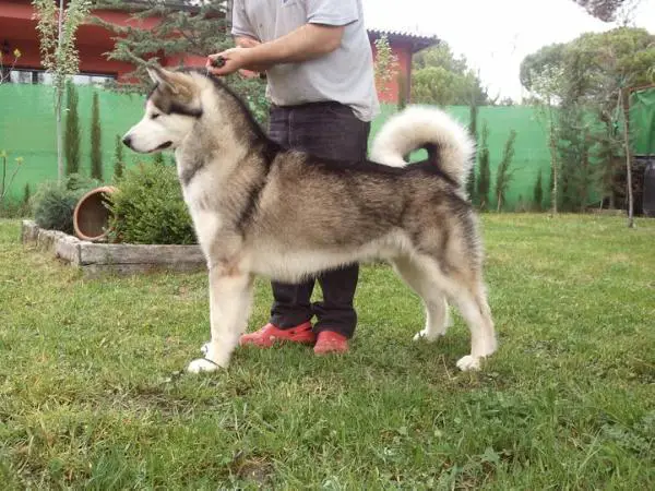 TioPepe del Lago degli Orsi