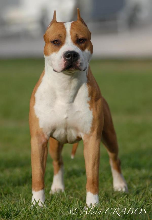 GCH Sultan's Hugo of Coca