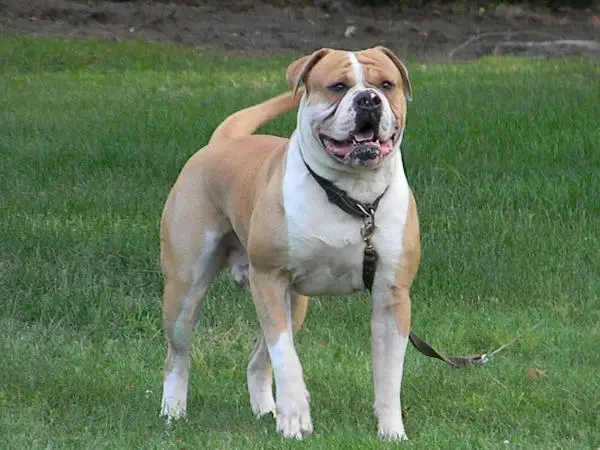 Greatbull's Jonah