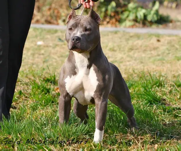 Gold Mask A Stroke for Luck