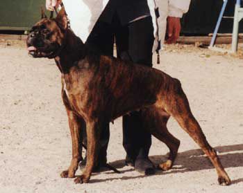 CH Della Monte Klio Kuelga