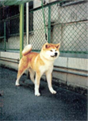 Kakuei Go Tezuka Kensha