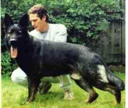 SG Grando Mecklenburger Buffel