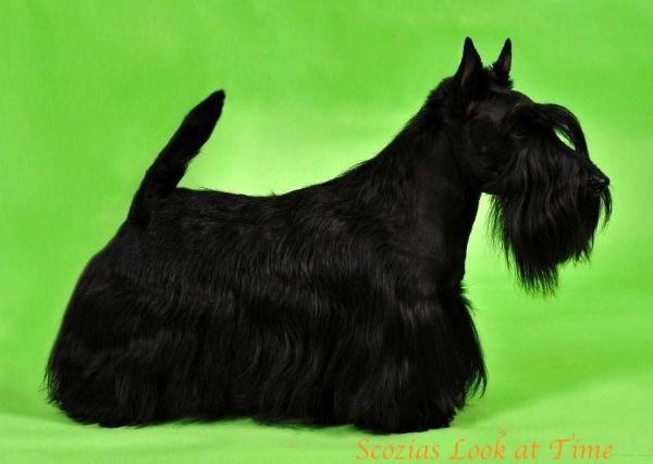 ICH, GCH CH CZ/SK/PL/D/A, BIG 1,2,3, Bundessieger Scozias Look at Time