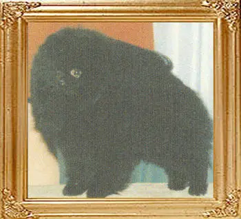 MULTI BIS/BISS AM CH Finch's Rolling Like A River GC