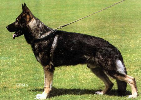 V Brax von der Lutter