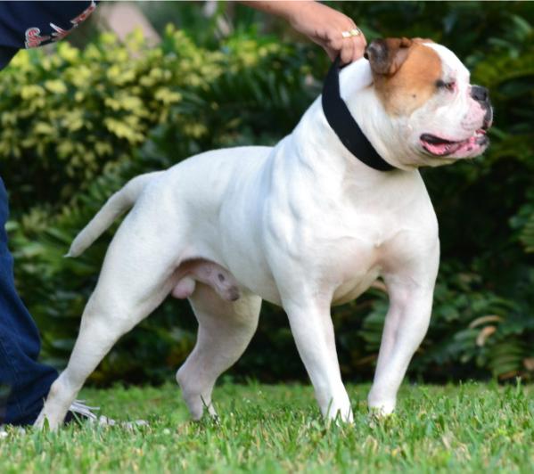 Everglade's Godsmack