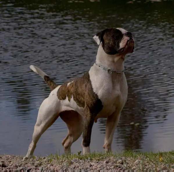 NKC CH Boldly Bulldog's Destiny