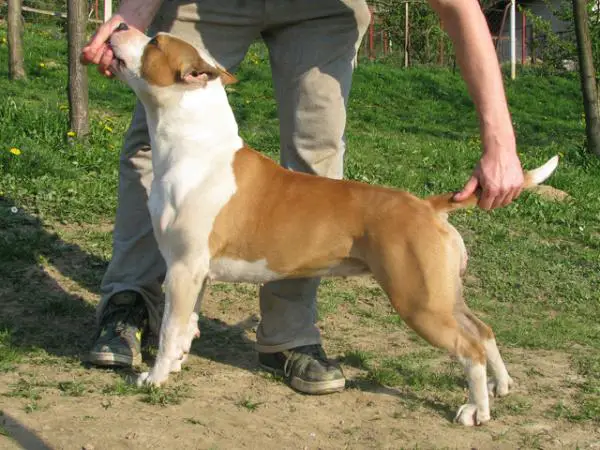Foxy Red Rain Kennel