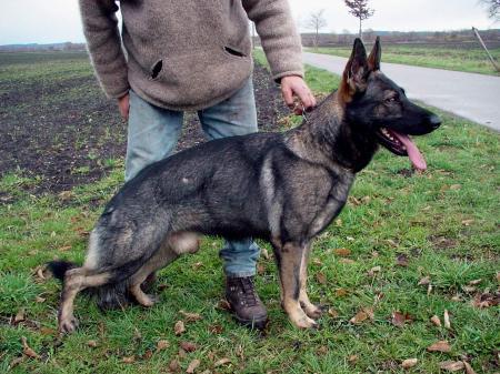 WUSV- Bantam vom Kirchberghof