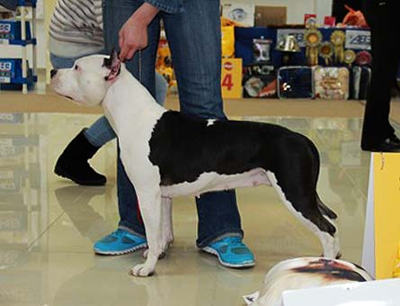 J.CH. RUS, CH. RUS Vitmar`s Brigitta Beautiful Princess