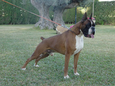 FRA CH, INT CH Roy du Val d'Europe