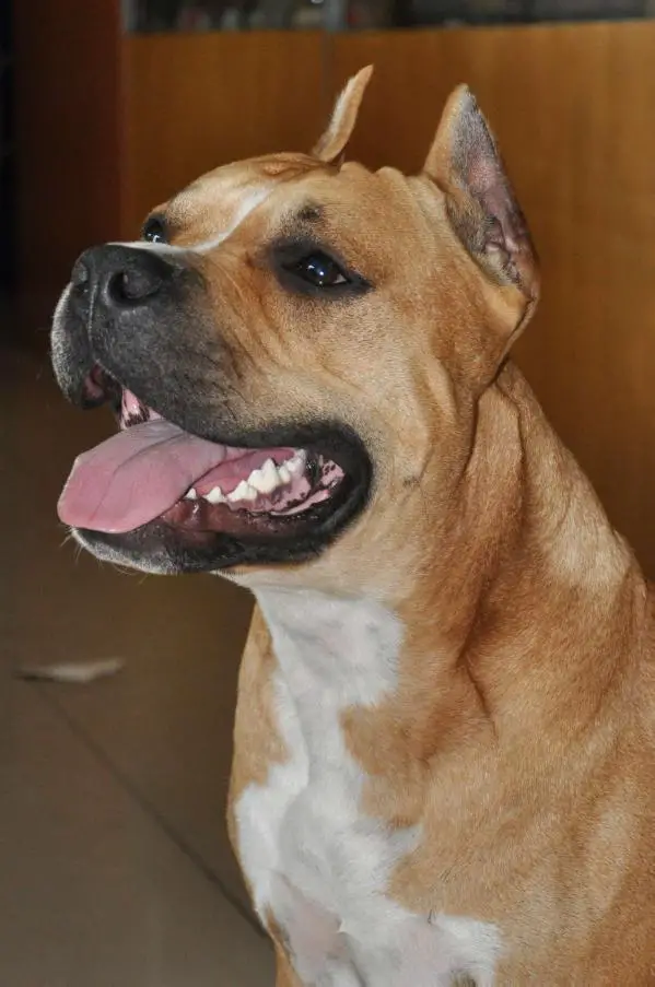 JCH, GJCH, CAC, BOB Kilah Long Step