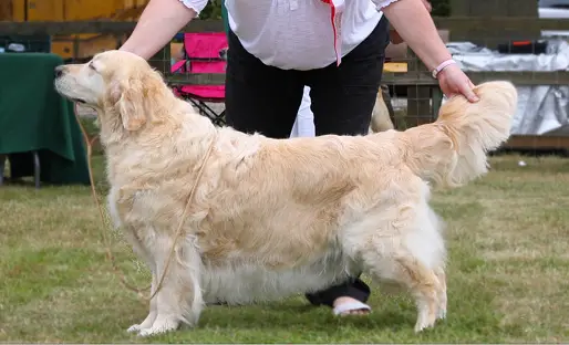 Pearlbarn Periwinkle for Ritzilyn