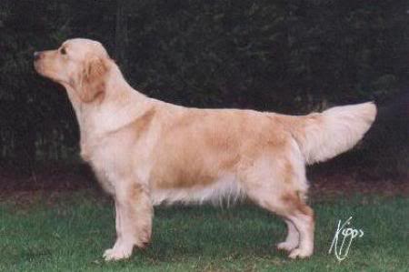 WW'01, ENG. SH. CH. Stanroph Solar Flame