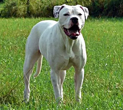 NKC CH Backstreetbulls Angel