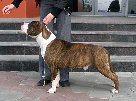 J CH RUS, CH RUS Immnes Guns`N`Roses